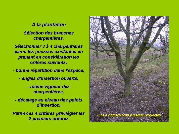 A la plantation Sélection des branches charpentières. Sélectionner 3 à 4 charpentières parmi les