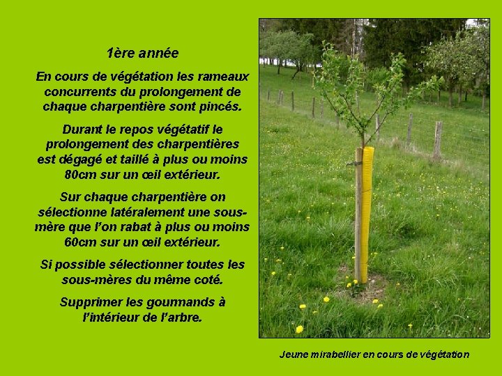 1ère année En cours de végétation les rameaux concurrents du prolongement de chaque charpentière