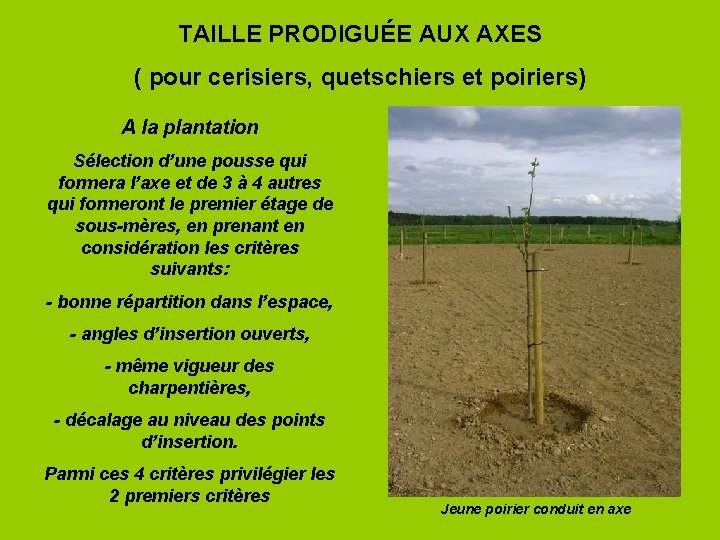 TAILLE PRODIGUÉE AUX AXES ( pour cerisiers, quetschiers et poiriers) A la plantation Sélection