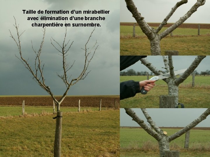 Taille de formation d’un mirabellier avec élimination d’une branche charpentière en surnombre. 