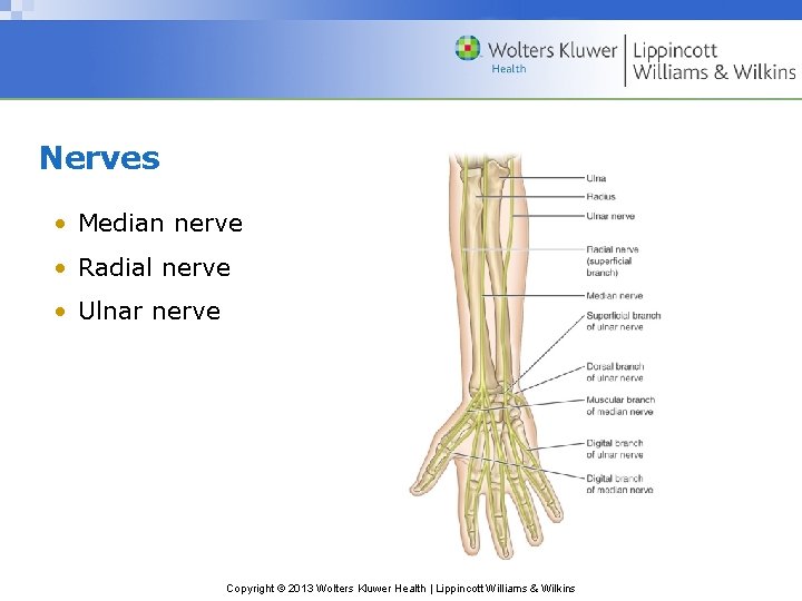 Nerves • Median nerve • Radial nerve • Ulnar nerve Copyright © 2013 Wolters