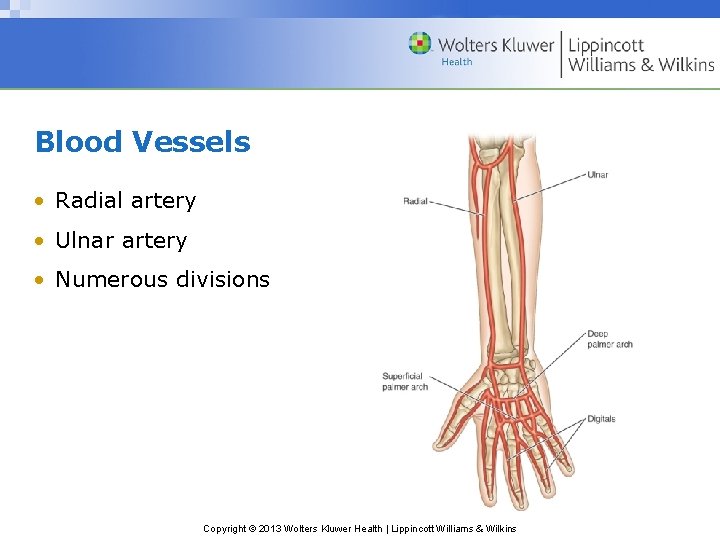 Blood Vessels • Radial artery • Ulnar artery • Numerous divisions Copyright © 2013