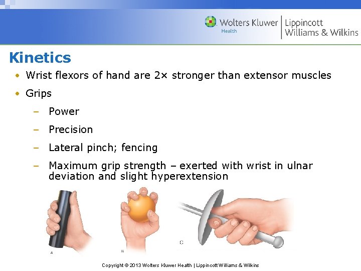 Kinetics • Wrist flexors of hand are 2× stronger than extensor muscles • Grips