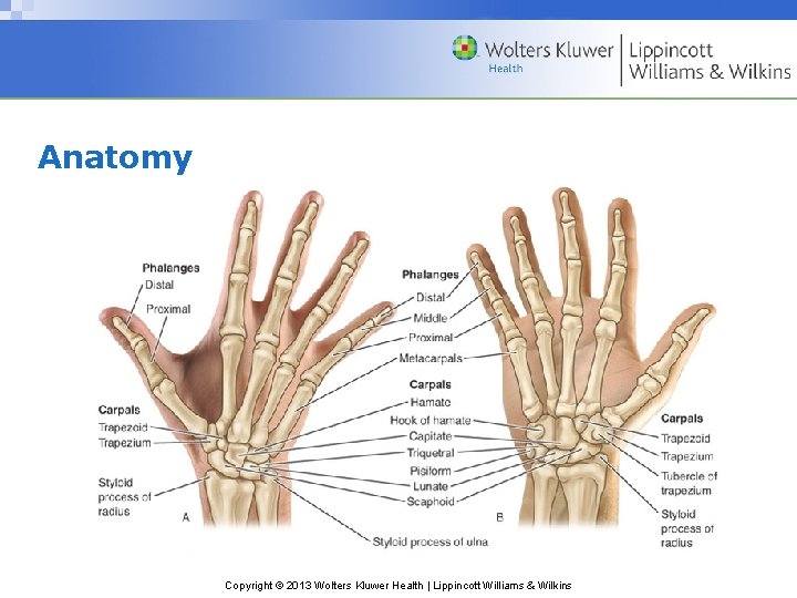 Anatomy Copyright © 2013 Wolters Kluwer Health | Lippincott Williams & Wilkins 