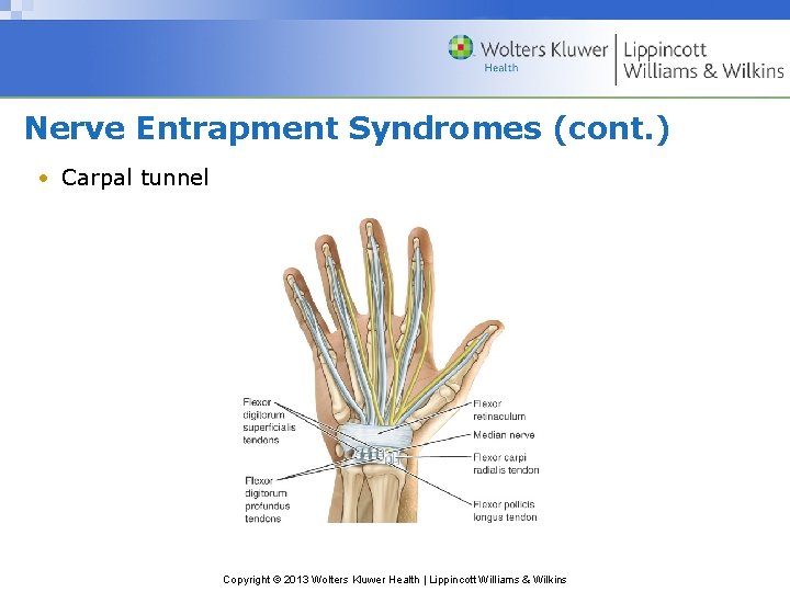 Nerve Entrapment Syndromes (cont. ) • Carpal tunnel Copyright © 2013 Wolters Kluwer Health