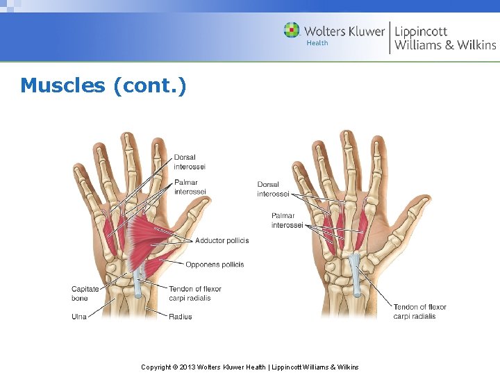 Muscles (cont. ) Copyright © 2013 Wolters Kluwer Health | Lippincott Williams & Wilkins