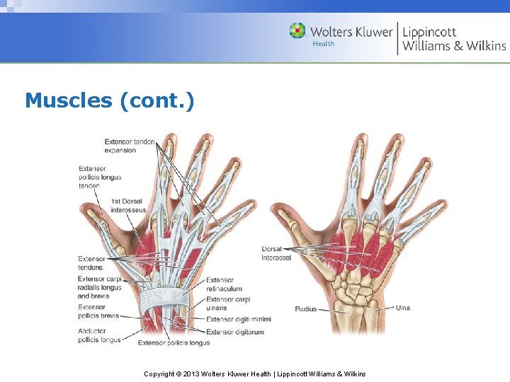 Muscles (cont. ) Copyright © 2013 Wolters Kluwer Health | Lippincott Williams & Wilkins