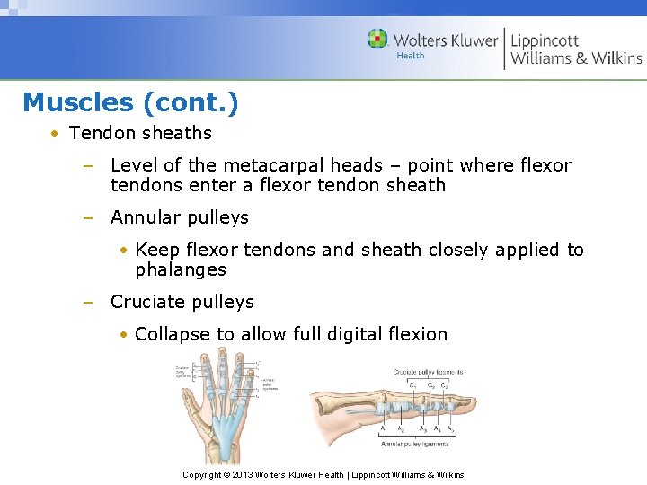 Muscles (cont. ) • Tendon sheaths – Level of the metacarpal heads – point