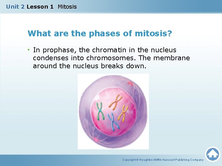 Unit 2 Lesson 1 Mitosis What are the phases of mitosis? • In prophase,