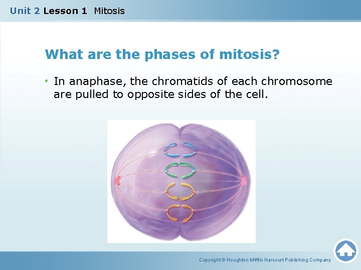 Unit 2 Lesson 1 Mitosis What are the phases of mitosis? • In anaphase,