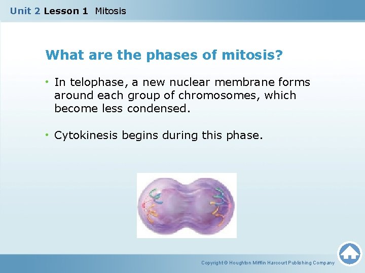 Unit 2 Lesson 1 Mitosis What are the phases of mitosis? • In telophase,