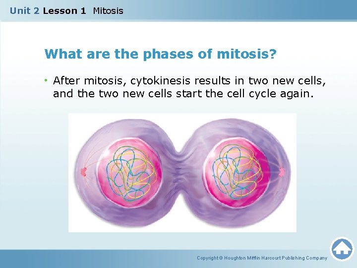 Unit 2 Lesson 1 Mitosis What are the phases of mitosis? • After mitosis,