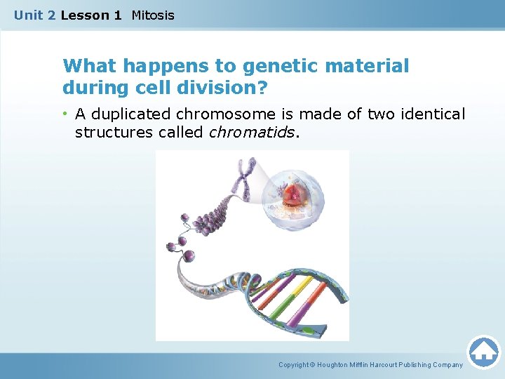 Unit 2 Lesson 1 Mitosis What happens to genetic material during cell division? •