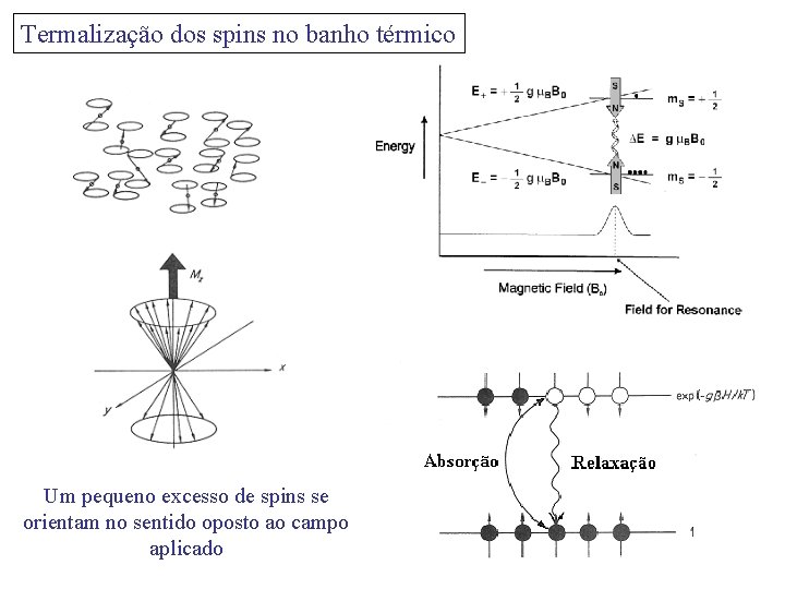 Termalização dos spins no banho térmico Um pequeno excesso de spins se orientam no