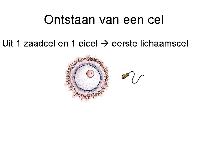 Ontstaan van een cel Uit 1 zaadcel en 1 eicel eerste lichaamscel 