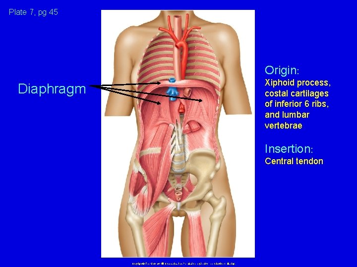 Plate 7, pg 45 Origin: Xiphoid process, costal cartilages of inferior 6 ribs, and
