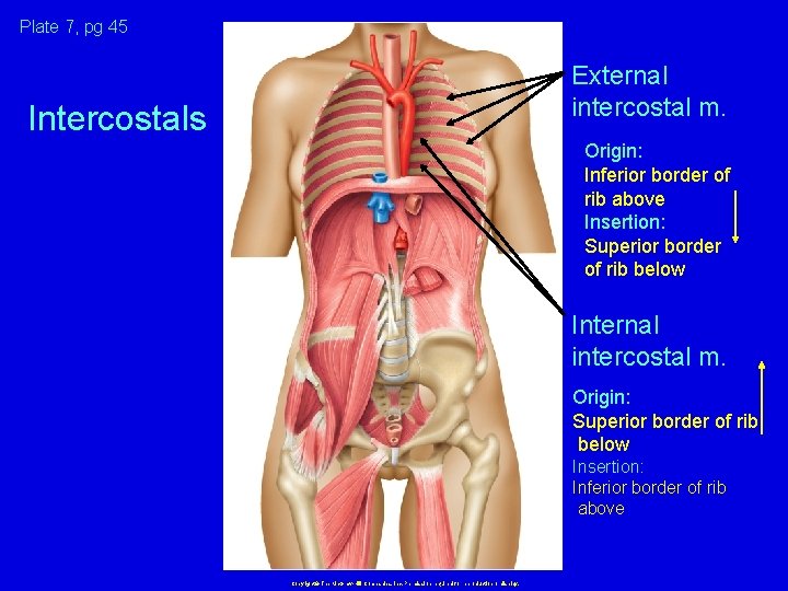 Plate 7, pg 45 External intercostal m. Intercostals Origin: Inferior border of rib above