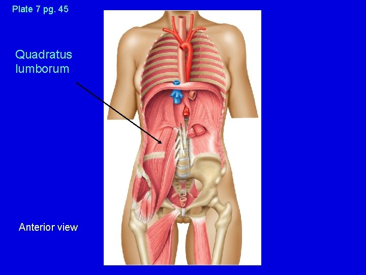 Plate 7 pg. 45 Quadratus lumborum Anterior view 