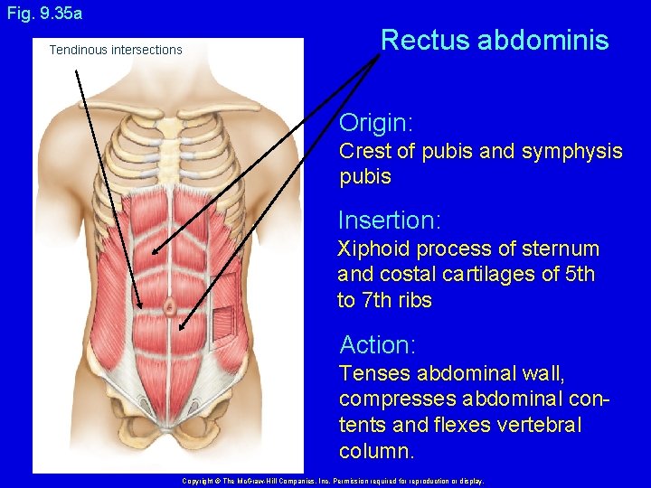 Fig. 9. 35 a Tendinous intersections Rectus abdominis Origin: Crest of pubis and symphysis