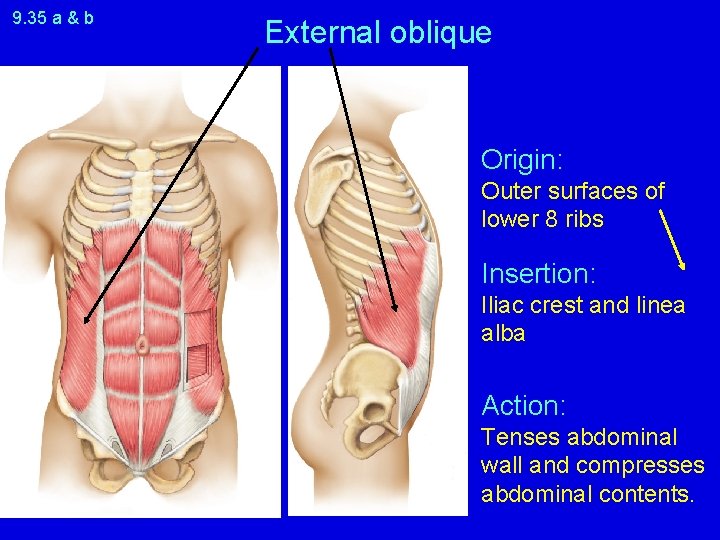 9. 35 a & b External oblique Origin: Outer surfaces of lower 8 ribs