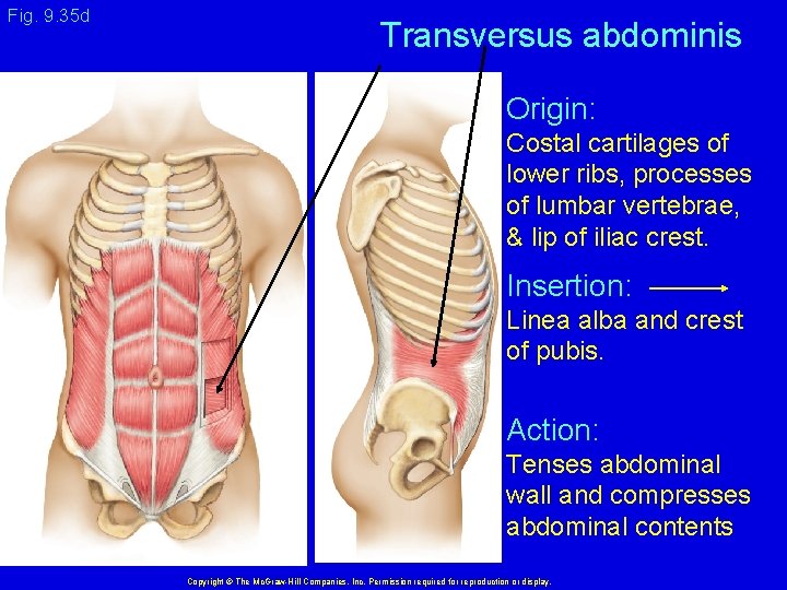 Fig. 9. 35 d Transversus abdominis Origin: Costal cartilages of lower ribs, processes of