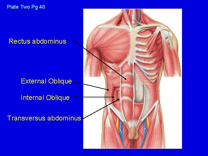 Plate Two Pg 40 Rectus abdominus External Oblique Internal Oblique Transversus abdominus 