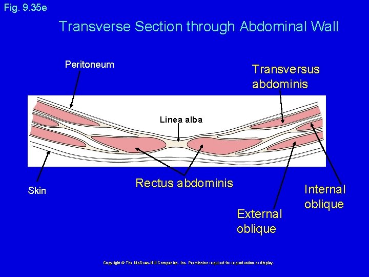 Fig. 9. 35 e Transverse Section through Abdominal Wall Peritoneum Transversus abdominis Linea alba
