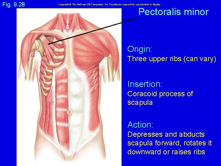Fig. 9. 28 Copyright © The Mc. Graw-Hill Companies, Inc. Permission required for reproduction