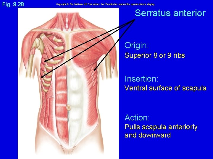 Fig. 9. 28 Copyright © The Mc. Graw-Hill Companies, Inc. Permission required for reproduction