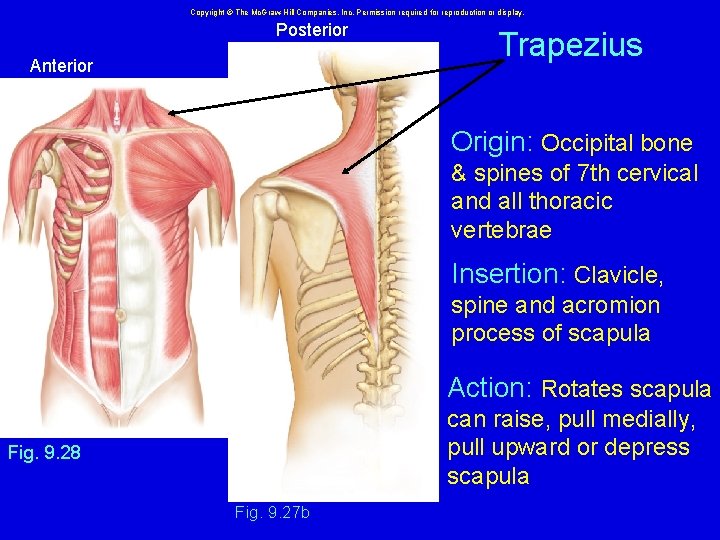 Copyright © The Mc. Graw-Hill Companies, Inc. Permission required for reproduction or display. Posterior