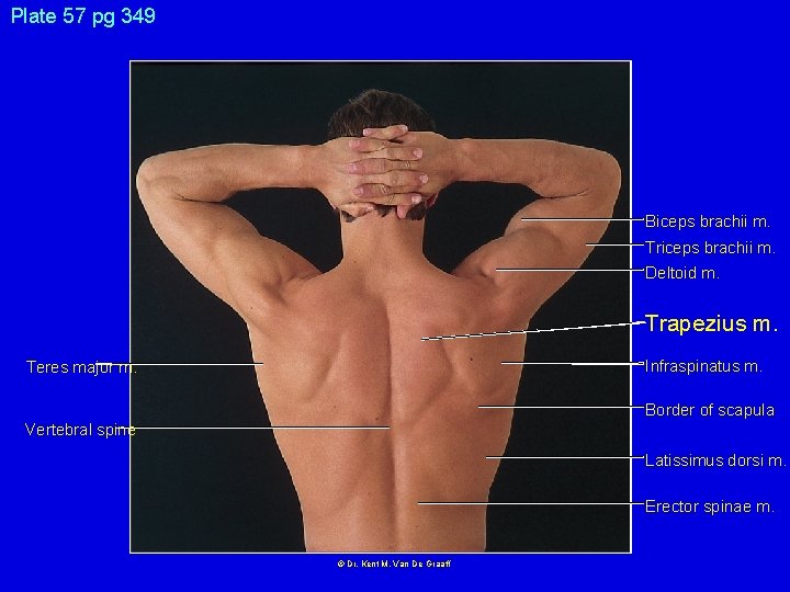 Plate 57 pg 349 Biceps brachii m. Triceps brachii m. Deltoid m. Trapezius m.