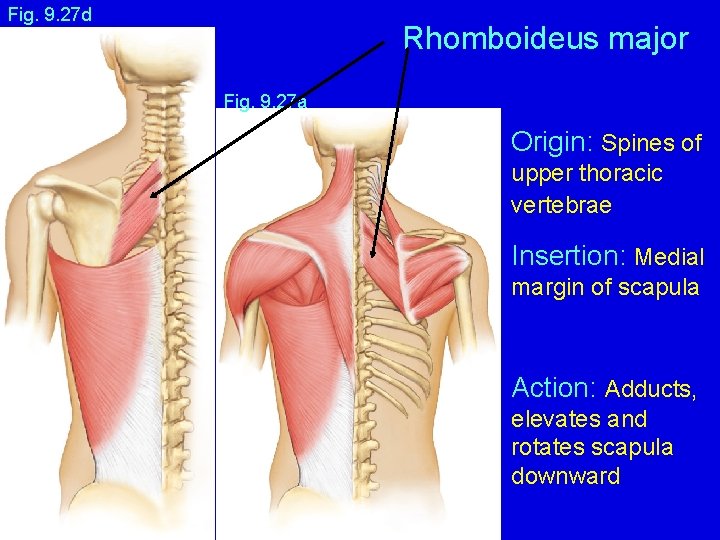 Fig. 9. 27 d Rhomboideus major Fig. 9. 27 a Origin: Spines of upper