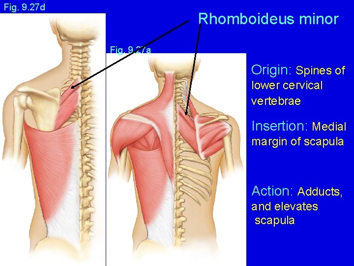 Fig. 9. 27 d Rhomboideus minor Fig. 9. 27 a Origin: Spines of lower