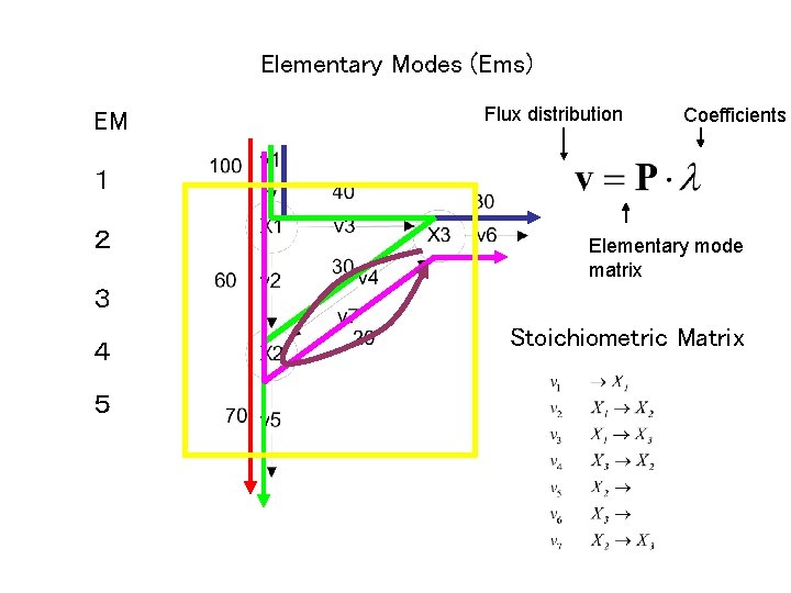 Elementary Modes (Ems) EM Flux distribution Coefficients １ ２ Elementary mode matrix ３ ４