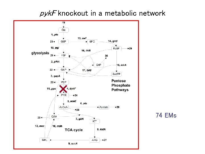 pyk. F knockout in a metabolic network 74 EMs 