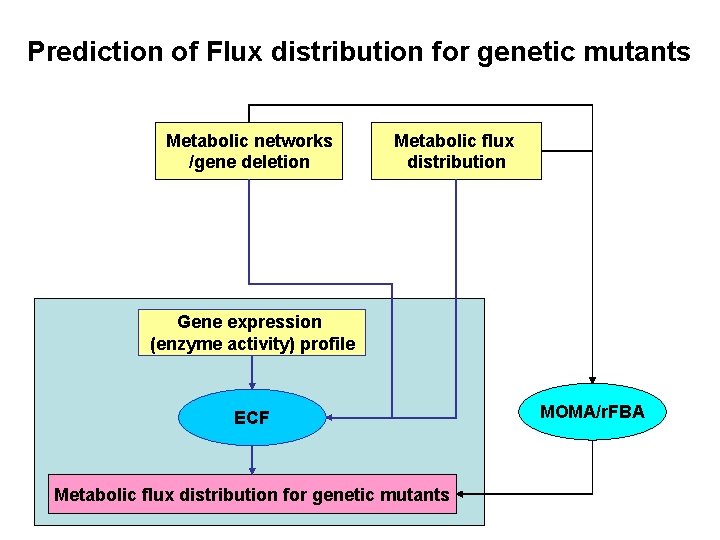 Prediction of Flux distribution for genetic mutants Metabolic networks /gene deletion Metabolic flux distribution