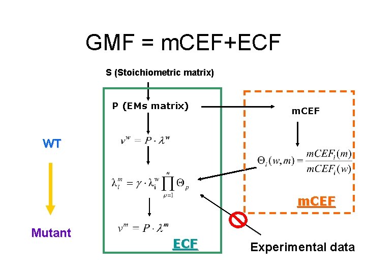 GMF = m. CEF+ECF S (Stoichiometric matrix) P (EMs matrix) m. CEF WT m.