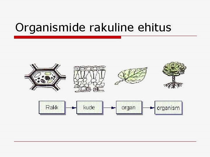 Organismide rakuline ehitus Organismide rakuline ehitus