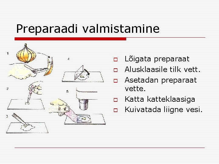 Preparaadi valmistamine o o o Lõigata preparaat Alusklaasile tilk vett. Asetadan preparaat vette. Katta Preparaadi valmistamine o o o Lõigata preparaat Alusklaasile tilk vett. Asetadan preparaat vette. Katta