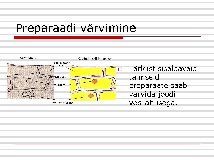 Preparaadi värvimine o Tärklist sisaldavaid taimseid preparaate saab värvida joodi vesilahusega. Preparaadi värvimine o Tärklist sisaldavaid taimseid preparaate saab värvida joodi vesilahusega.