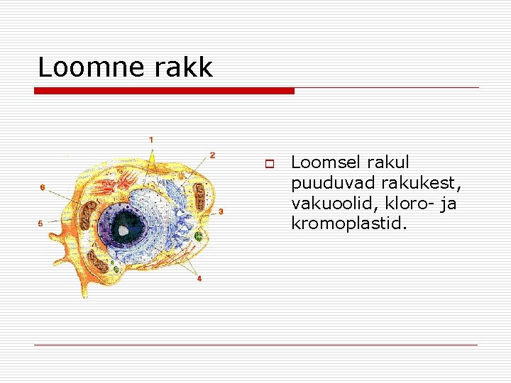 Loomne rakk o Loomsel rakul puuduvad rakukest, vakuoolid, kloro- ja kromoplastid. Loomne rakk o Loomsel rakul puuduvad rakukest, vakuoolid, kloro- ja kromoplastid.