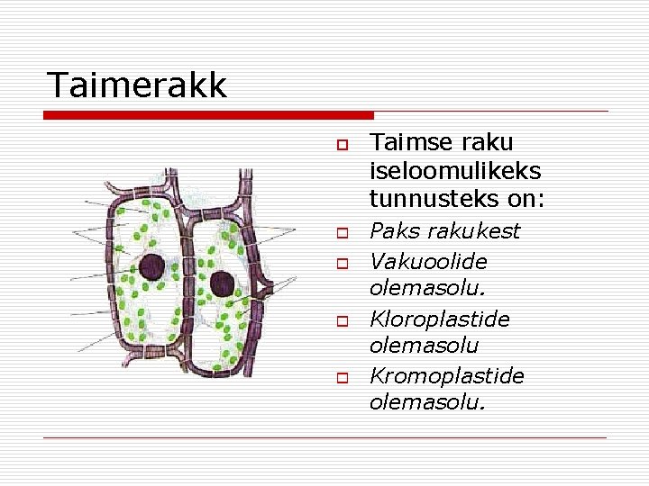 Taimerakk o o o Taimse raku iseloomulikeks tunnusteks on: Paks rakukest Vakuoolide olemasolu. Kloroplastide Taimerakk o o o Taimse raku iseloomulikeks tunnusteks on: Paks rakukest Vakuoolide olemasolu. Kloroplastide