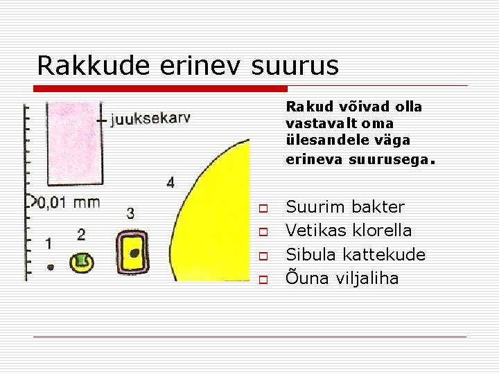 Rakkude erinev suurus Rakud võivad olla vastavalt oma ülesandele väga erineva suurusega. o o Rakkude erinev suurus Rakud võivad olla vastavalt oma ülesandele väga erineva suurusega. o o