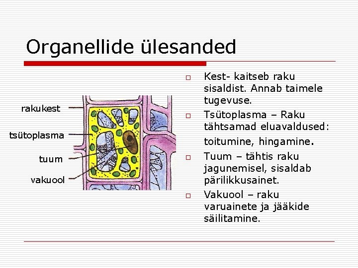 Organellide ülesanded o rakukest o tsütoplasma tuum o vakuool o Kest- kaitseb raku sisaldist. Organellide ülesanded o rakukest o tsütoplasma tuum o vakuool o Kest- kaitseb raku sisaldist.