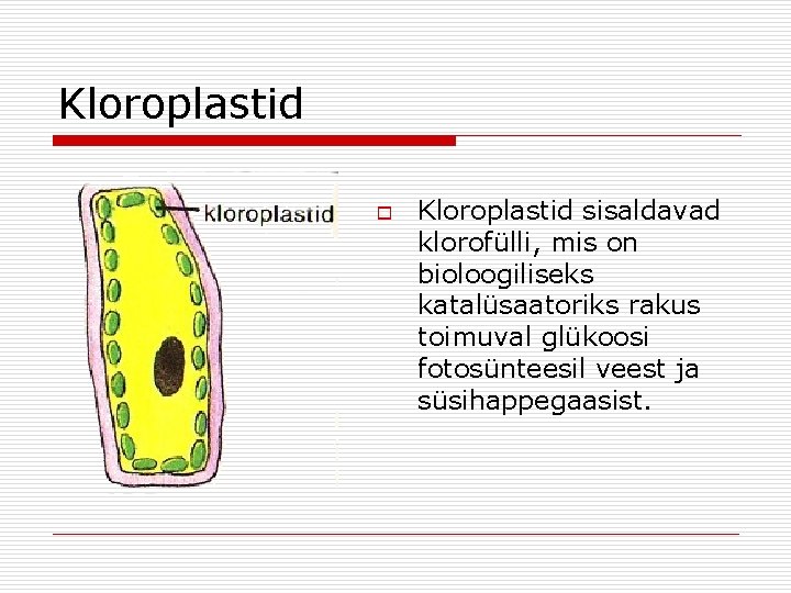 Kloroplastid o Kloroplastid sisaldavad klorofülli, mis on bioloogiliseks katalüsaatoriks rakus toimuval glükoosi fotosünteesil veest Kloroplastid o Kloroplastid sisaldavad klorofülli, mis on bioloogiliseks katalüsaatoriks rakus toimuval glükoosi fotosünteesil veest