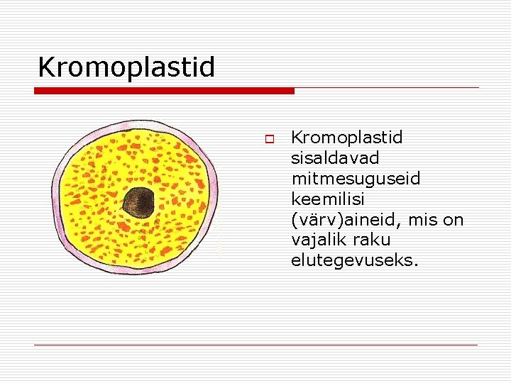 Kromoplastid o Kromoplastid sisaldavad mitmesuguseid keemilisi (värv)aineid, mis on vajalik raku elutegevuseks. Kromoplastid o Kromoplastid sisaldavad mitmesuguseid keemilisi (värv)aineid, mis on vajalik raku elutegevuseks.