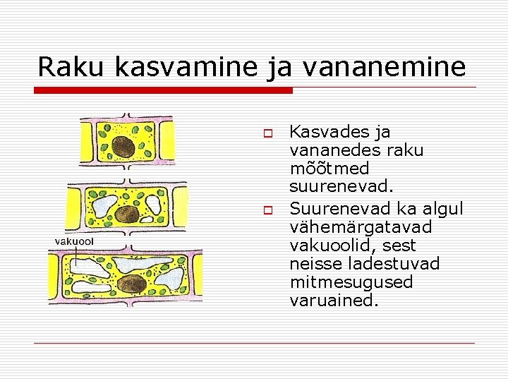 Raku kasvamine ja vananemine o o Kasvades ja vananedes raku mõõtmed suurenevad. Suurenevad ka Raku kasvamine ja vananemine o o Kasvades ja vananedes raku mõõtmed suurenevad. Suurenevad ka