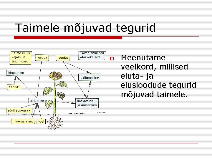 Taimele mõjuvad tegurid o Meenutame veelkord, millised eluta- ja elusloodude tegurid mõjuvad taimele. Taimele mõjuvad tegurid o Meenutame veelkord, millised eluta- ja elusloodude tegurid mõjuvad taimele.