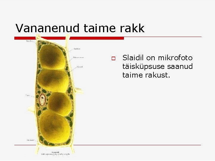 Vananenud taime rakk o Slaidil on mikrofoto täisküpsuse saanud taime rakust. Vananenud taime rakk o Slaidil on mikrofoto täisküpsuse saanud taime rakust.
