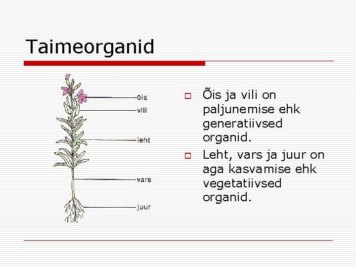 Taimeorganid o o Õis ja vili on paljunemise ehk generatiivsed organid. Leht, vars ja Taimeorganid o o Õis ja vili on paljunemise ehk generatiivsed organid. Leht, vars ja